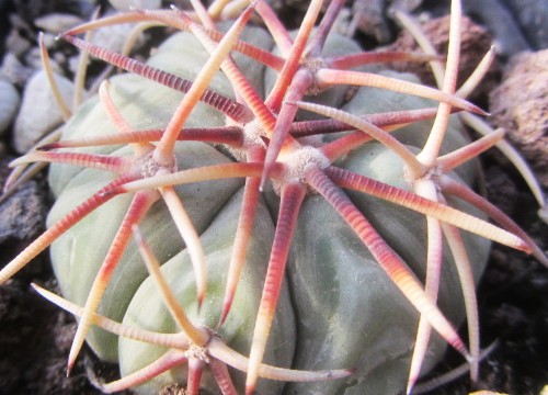 Echinocactus horizonthalonius