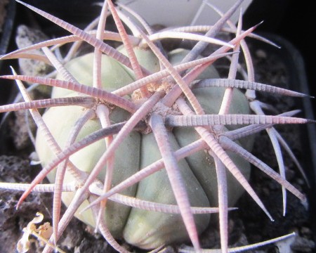 Echinocactus horizonthalonius