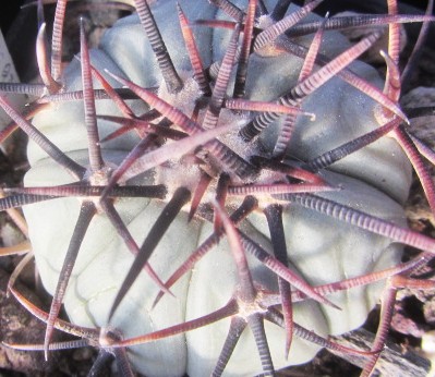 Echinocactus horizonthalonius