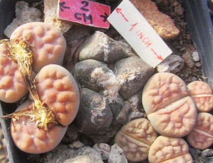 Ariocarpus fissuratus lloydii