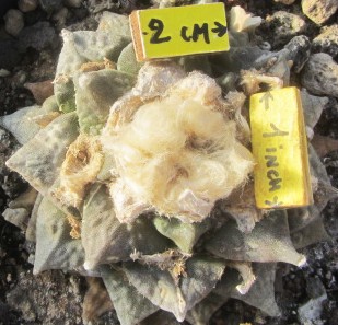 Ariocarpus <br>cv f1 furfuraceus x fissuratus