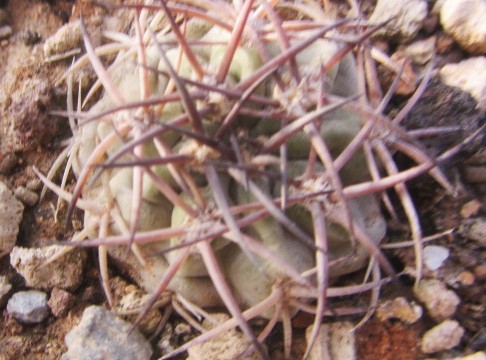 Acanthocalycium <br>thionanthum copiapoides 