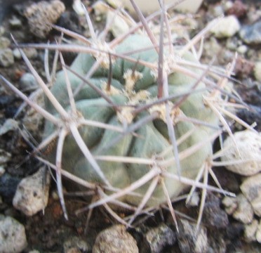 Acanthocalycium <br>thionanthum copiapoides 