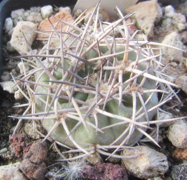 Acanthocalycium thionanthum copiapoides 