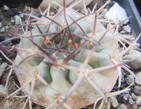 Acanthocalycium thionanthum copiapoides 