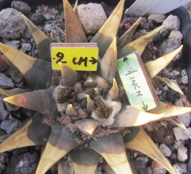 Ariocarpus confusus select bicolor