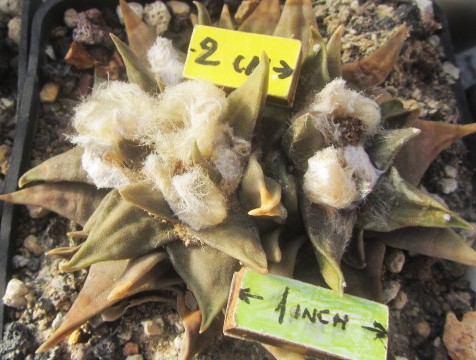 Ariocarpus confusus