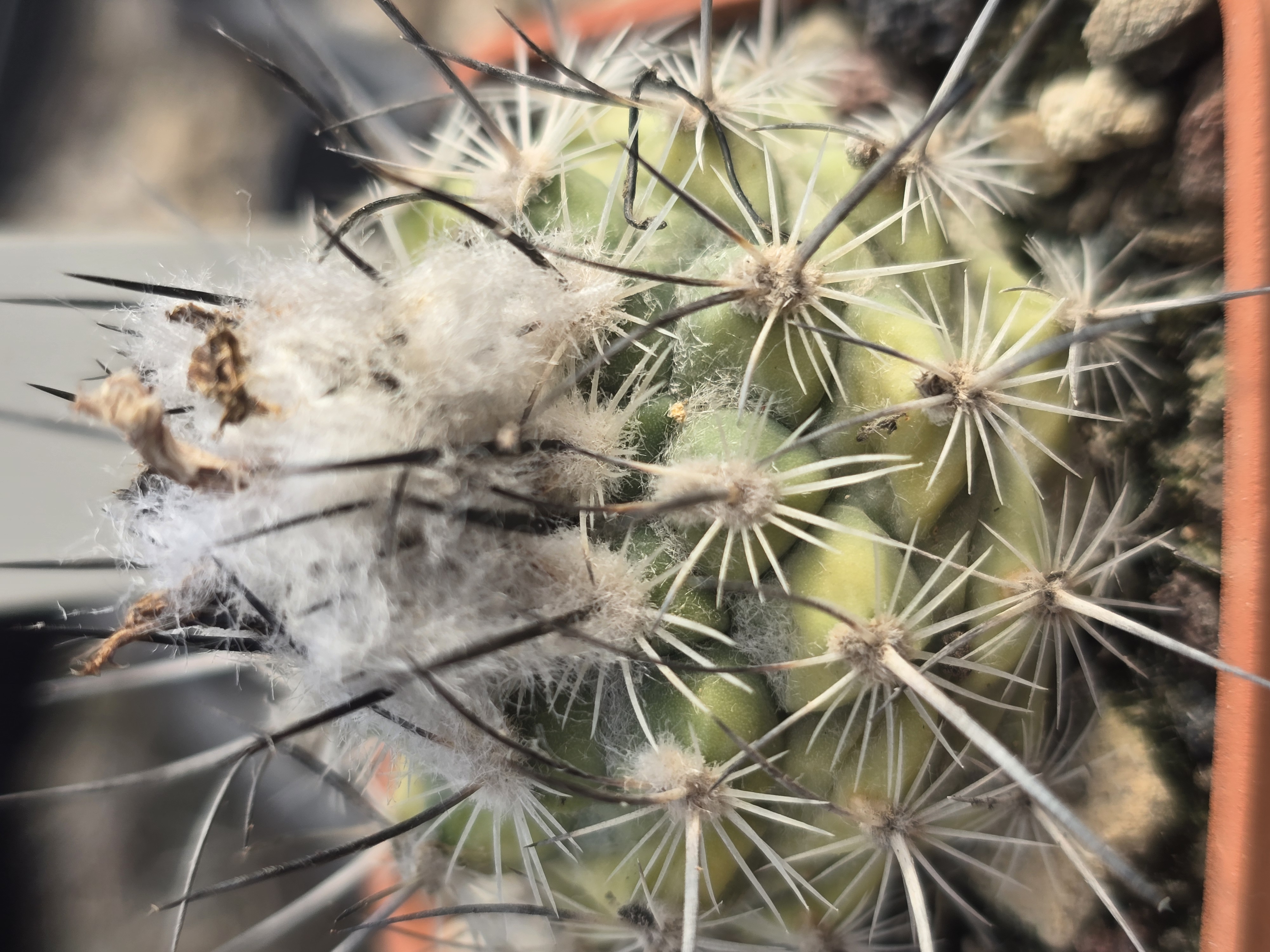 Turbinicarpus <br>cv hybrid sp 