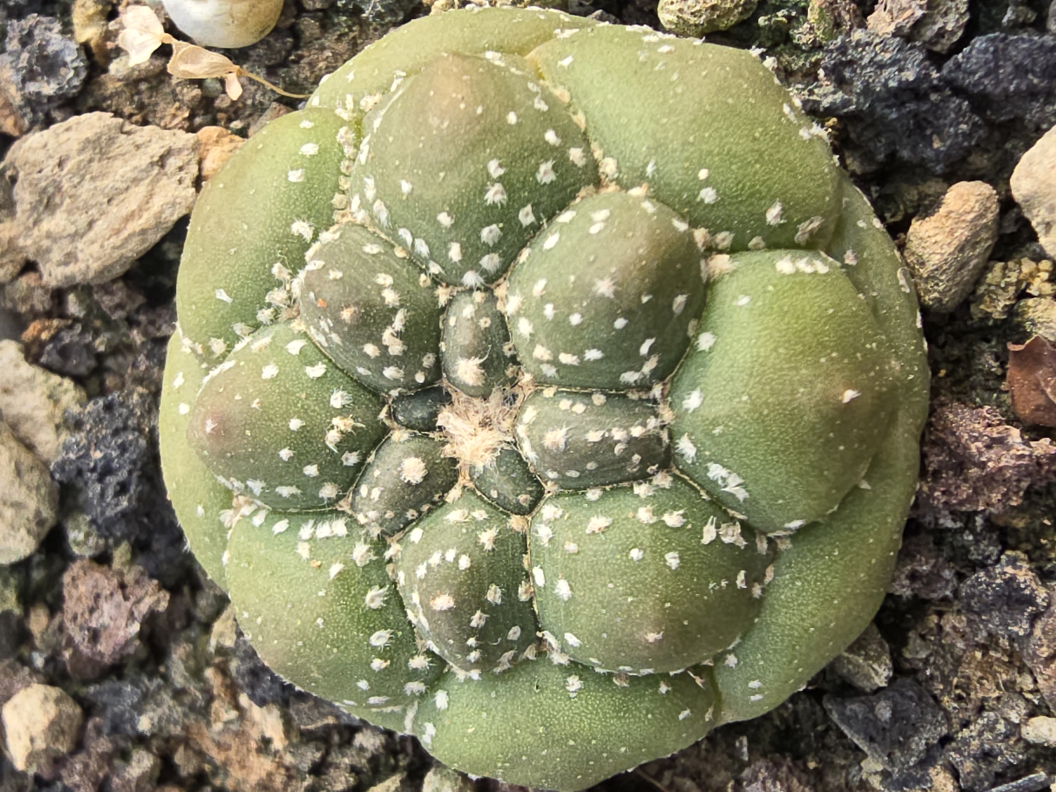 Astrophytum <br>asterias kikko turtle variegato