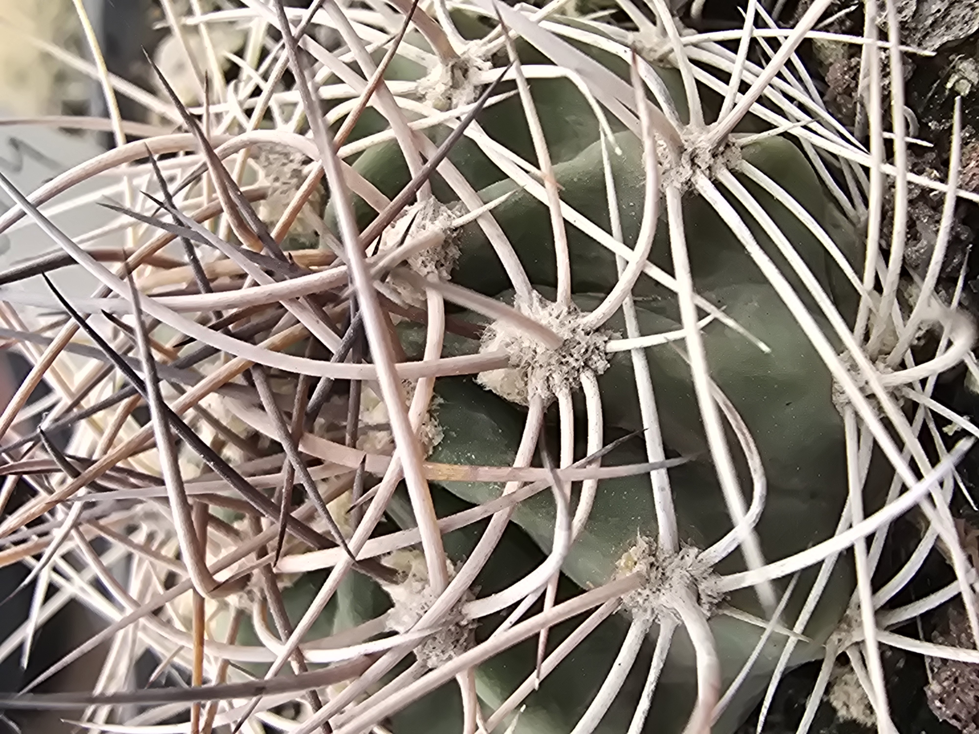 Acanthocalycium <br>thionanthum ?