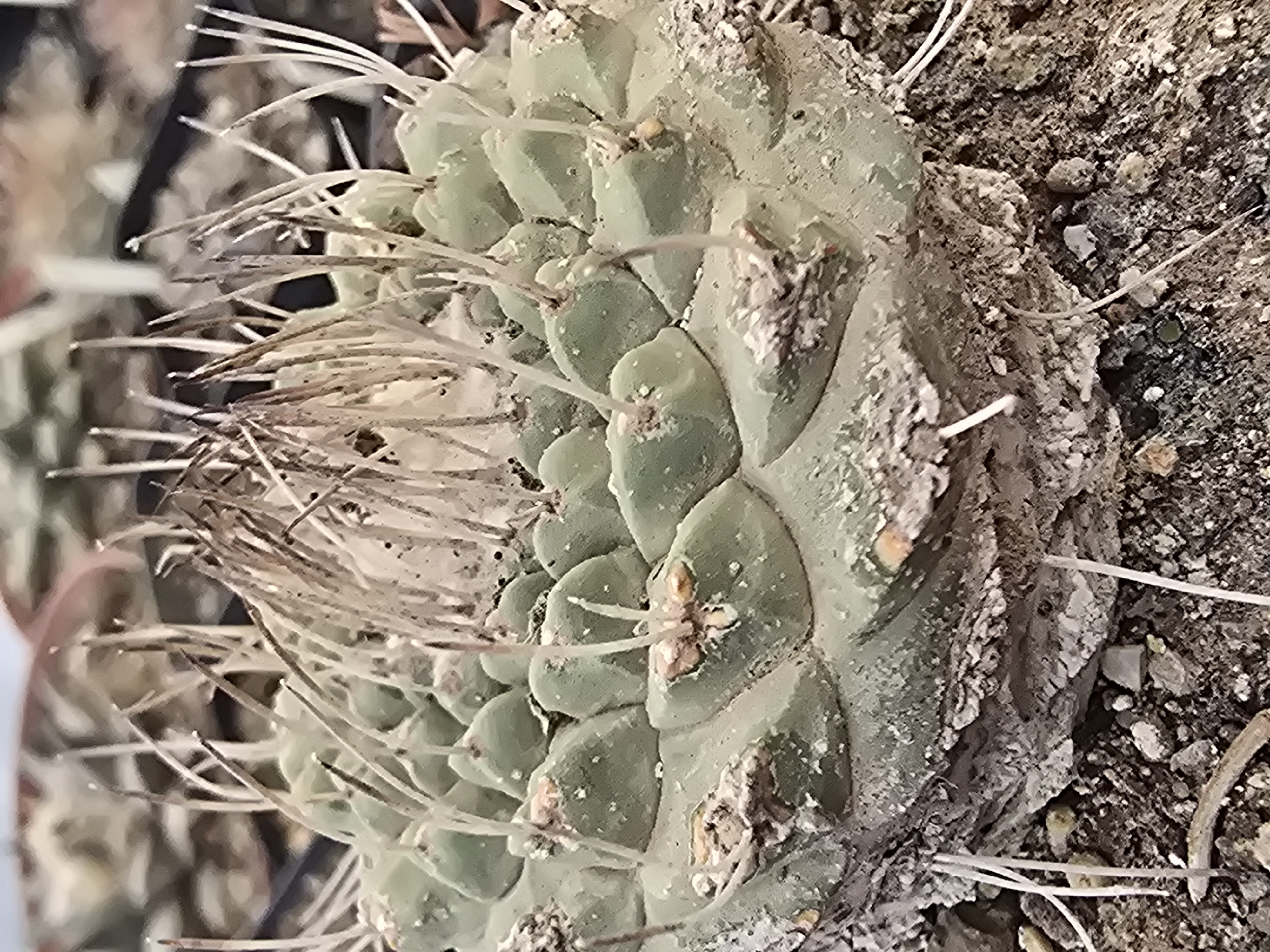 Strombocactus <br>disciformis