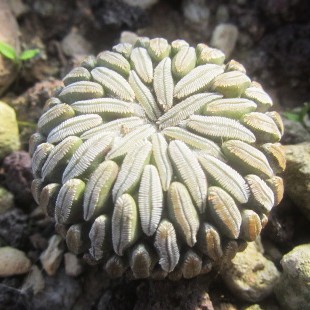 Pelecyphora <br>aselliformis