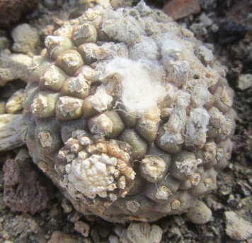 Copiapoa tenuissima mostrosa clone d