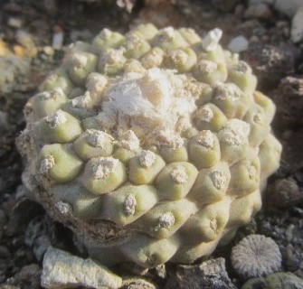 Copiapoa tenuissima mostrosa clone d