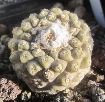 Copiapoa tenuissima mostrosa clone d