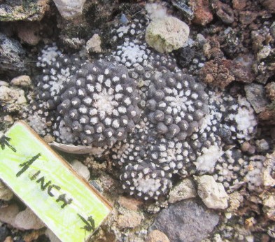 Copiapoa <br>tenuissima mostrosa clone b