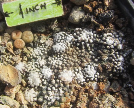 Copiapoa <br>tenuissima mostrosa clone b