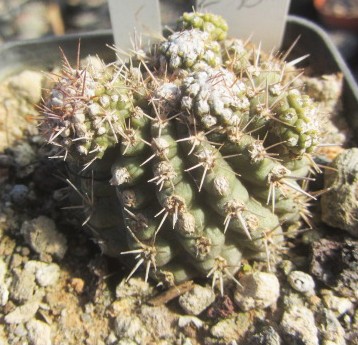 Copiapoa <br>tenuissima mostrosa clone f