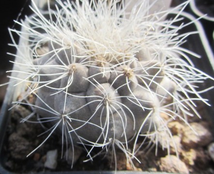 Copiapoa scopulina