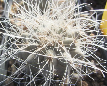 Copiapoa <br>scopulina