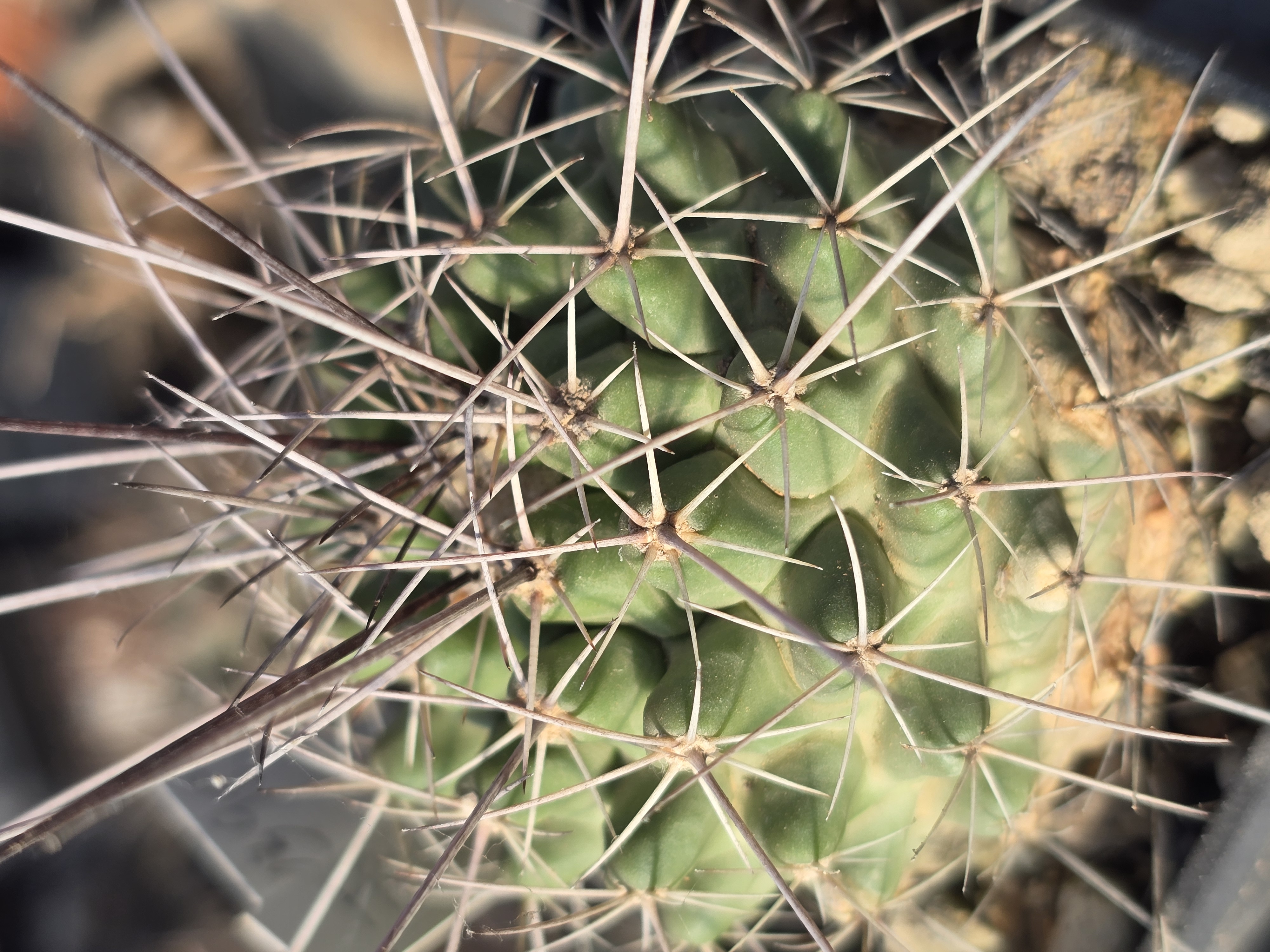 Thelocactus freudenbergeri form