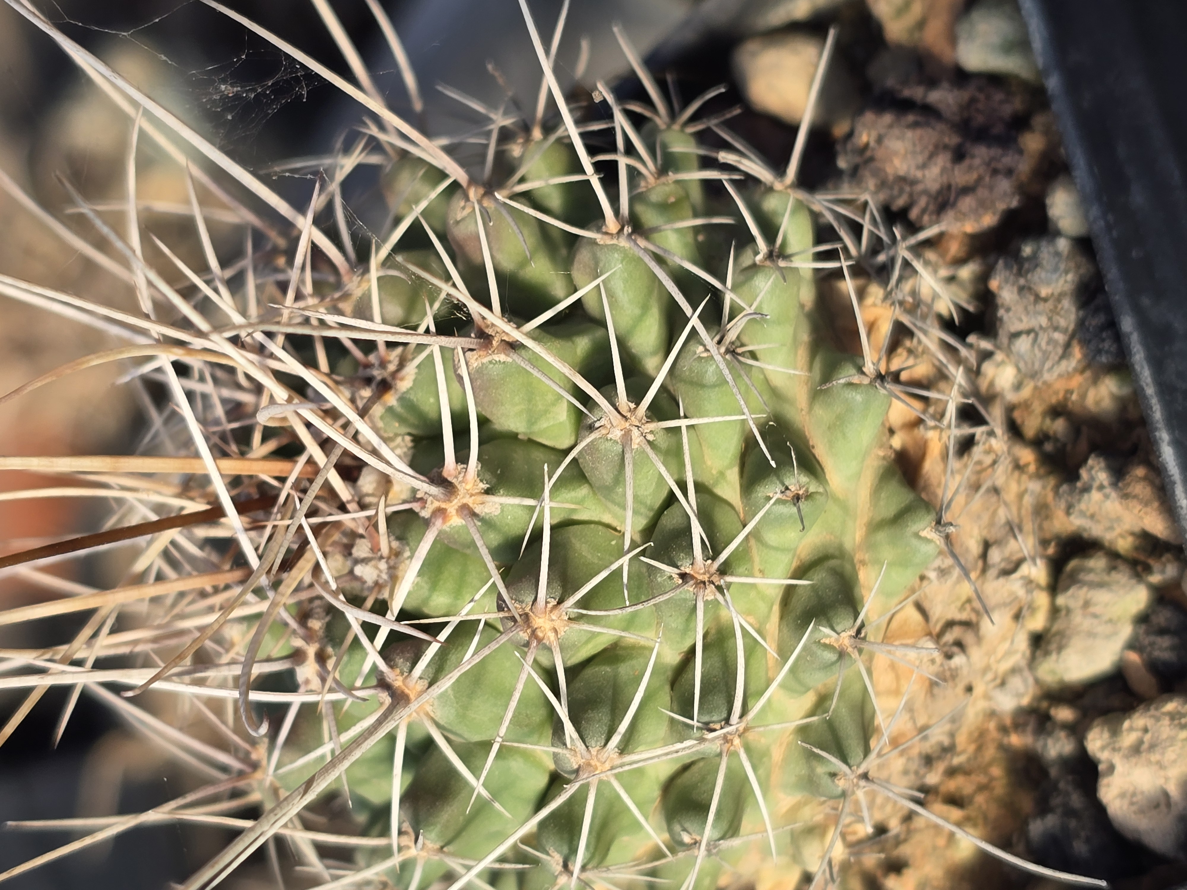 Thelocactus <br>freudenbergeri form