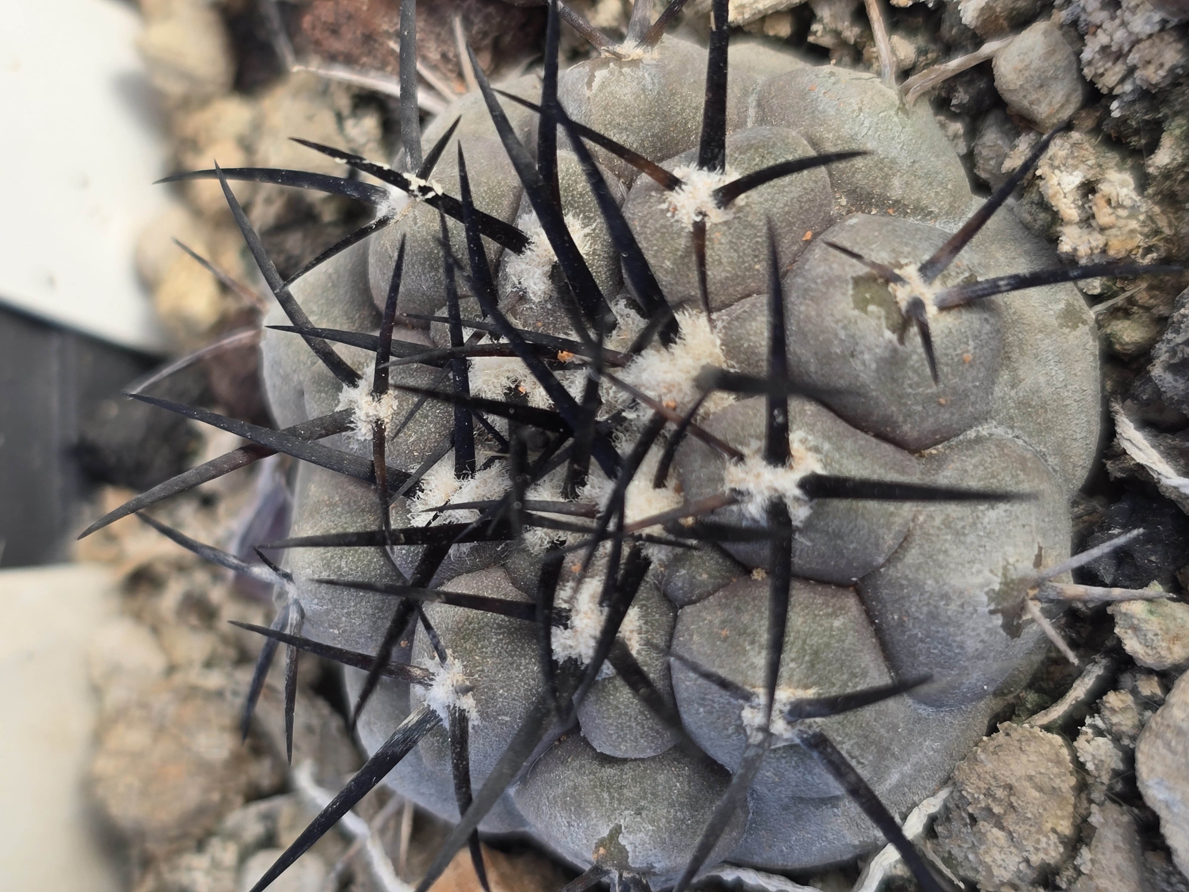 Copiapoa <br>cinerea