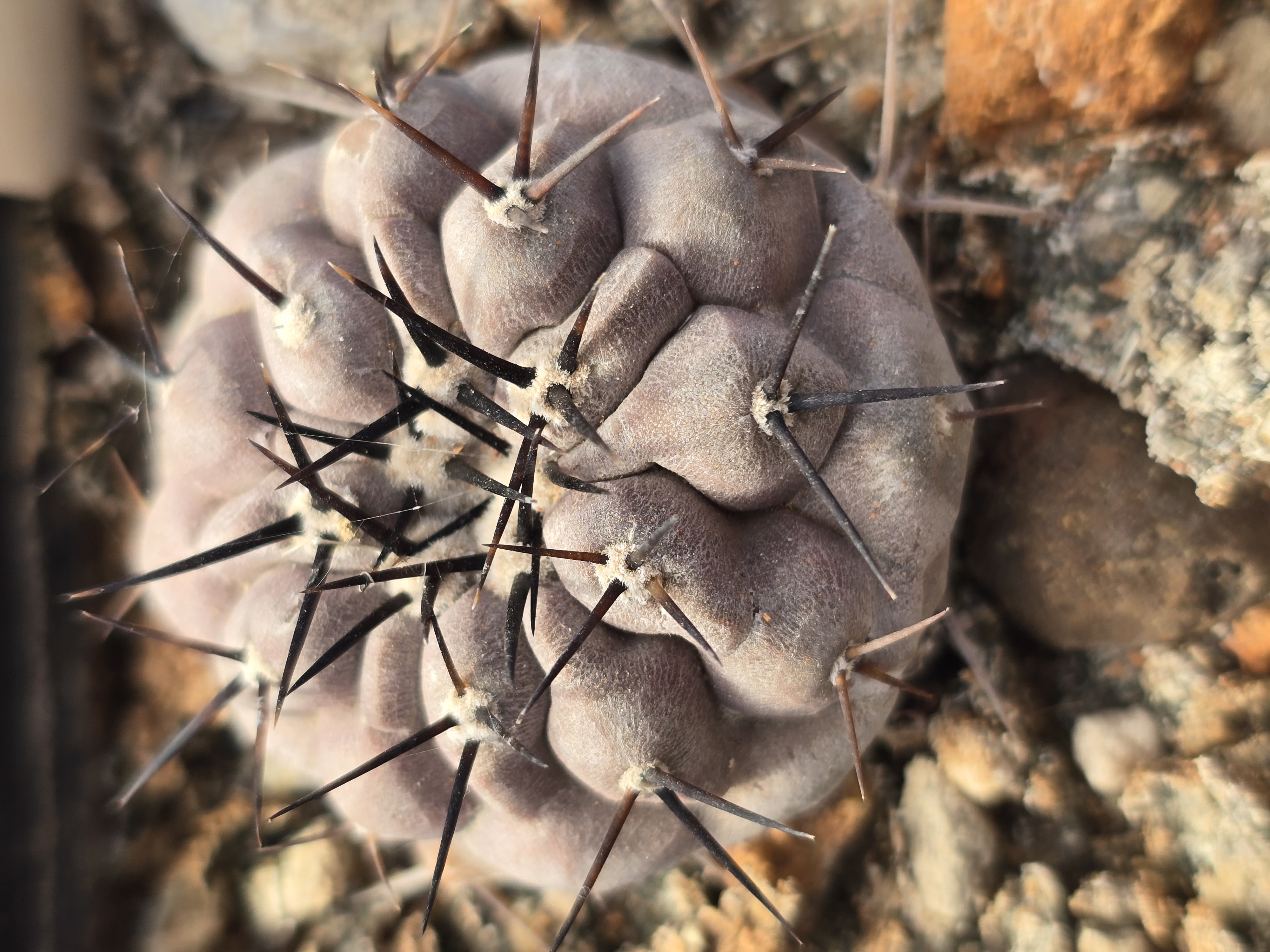 Copiapoa <br>cinerea