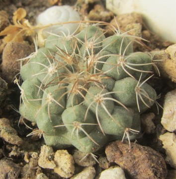 Copiapoa aff angustiflora