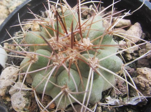 Copiapoa <br>aff longistaminea