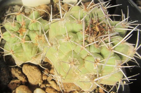 Matucana paucicostata senilis