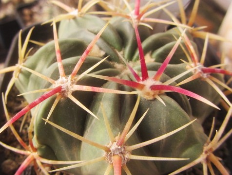 Ferocactus macrodiscus