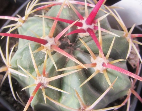 Ferocactus <br>macrodiscus