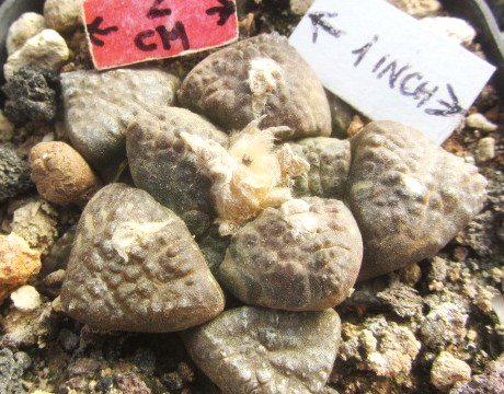 Ariocarpus <br>fissuratus lloydii