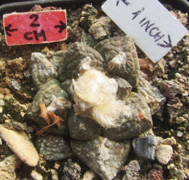 Ariocarpus fissuratus lloydii forma