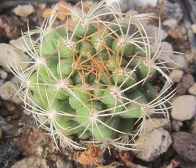 Matucana breviflora ?