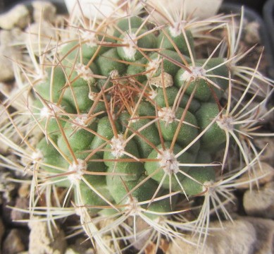 Matucana <br>breviflora?