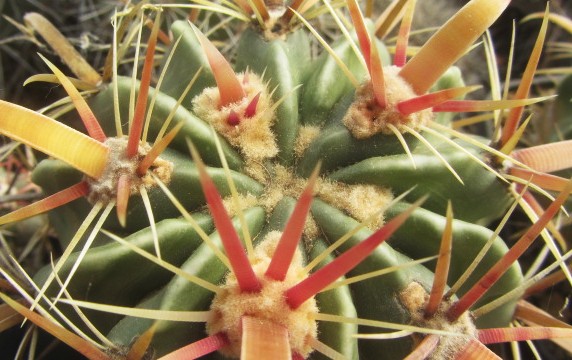 Ferocactus <br>latispinus