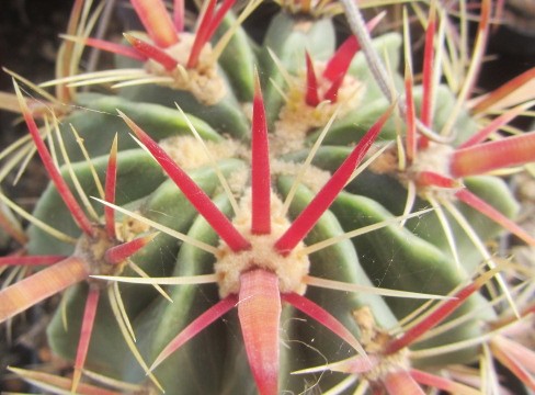 Ferocactus <br>latispinus