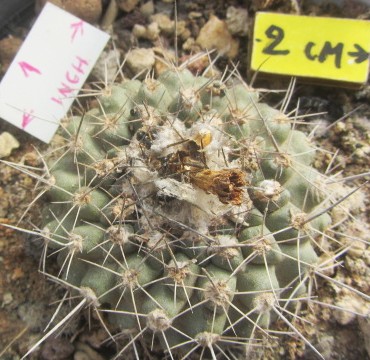 Copiapoa humilis forma