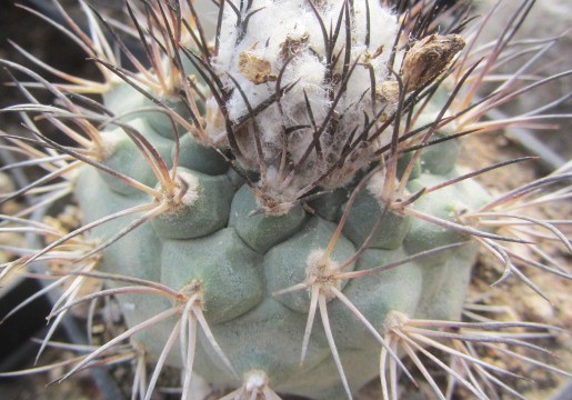 Turbinicarpus <br>gieldorfianus hybrid?