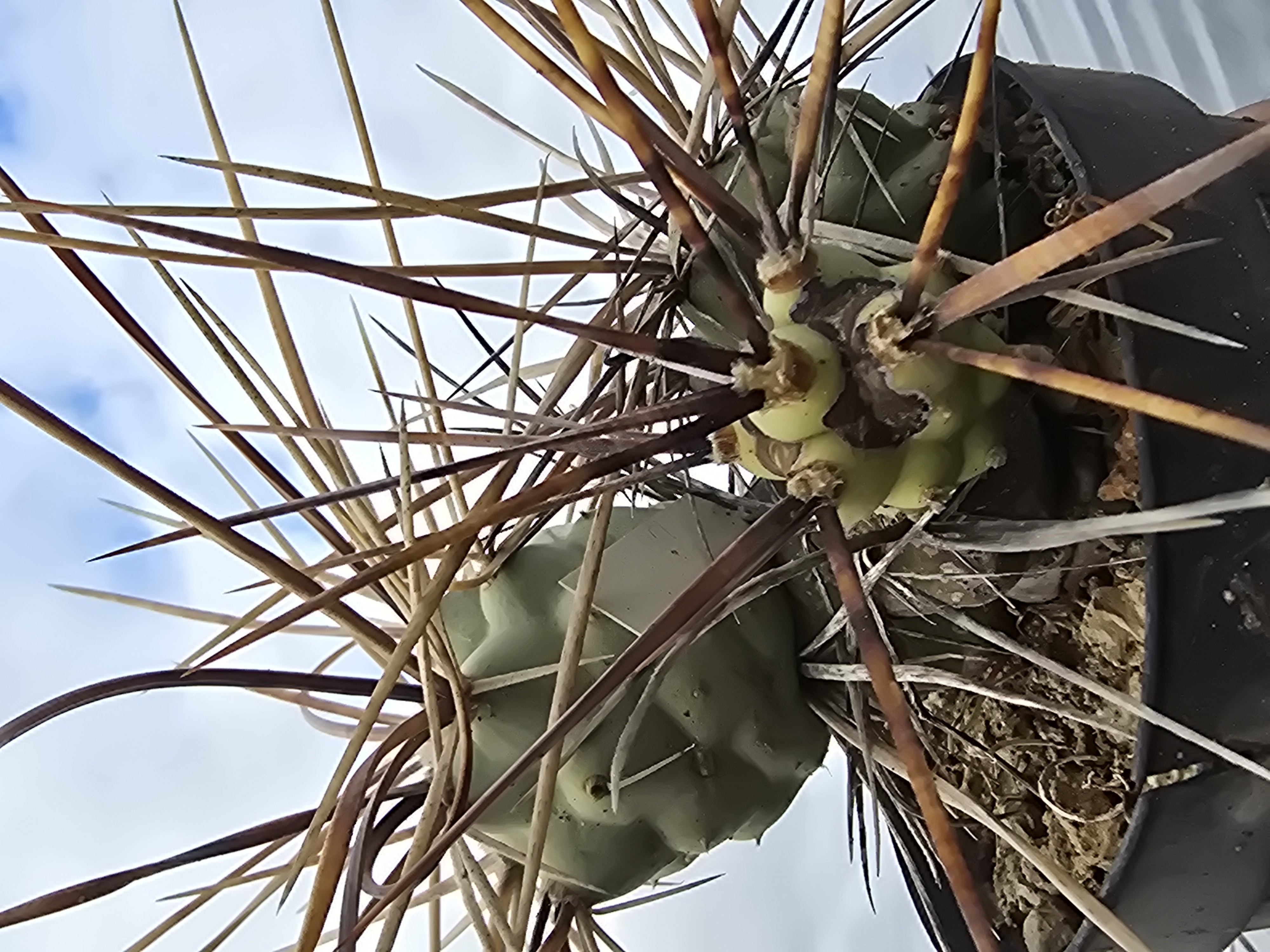 Tephrocactus <br>aoracanthus special clone 