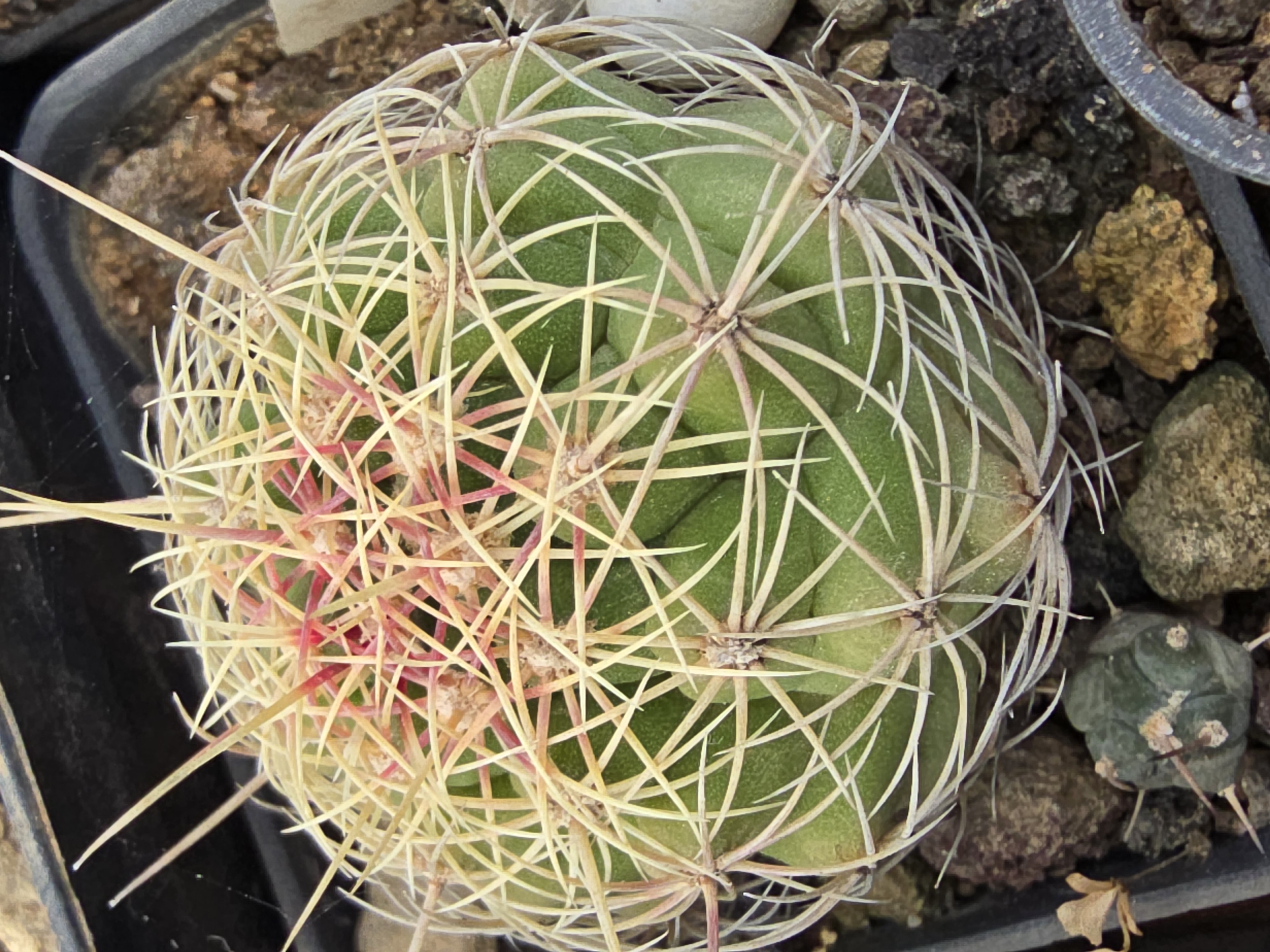 Thelocactus <br>bicolor