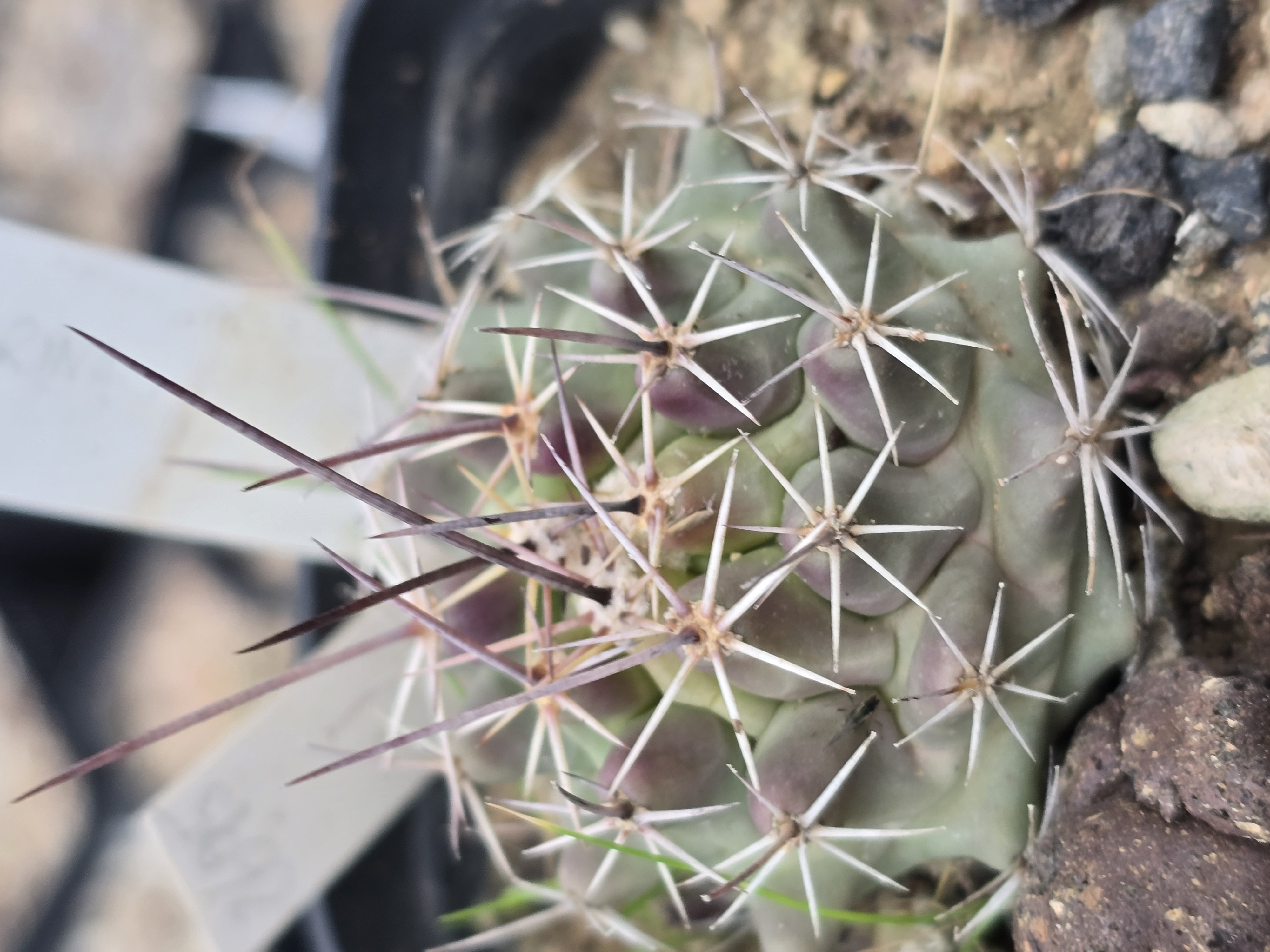 Thelocactus rinconensis