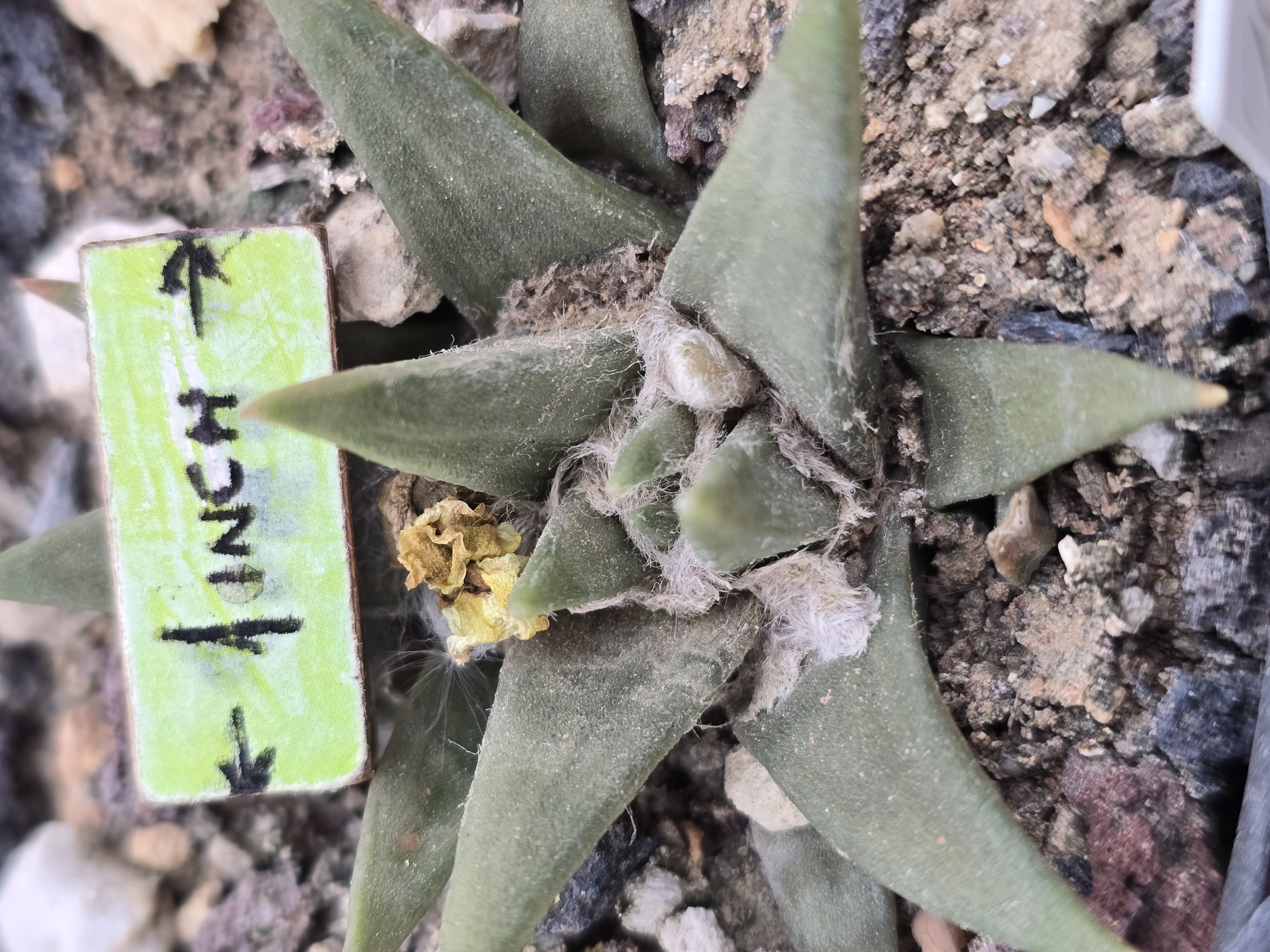 Ariocarpus trigonus minimus