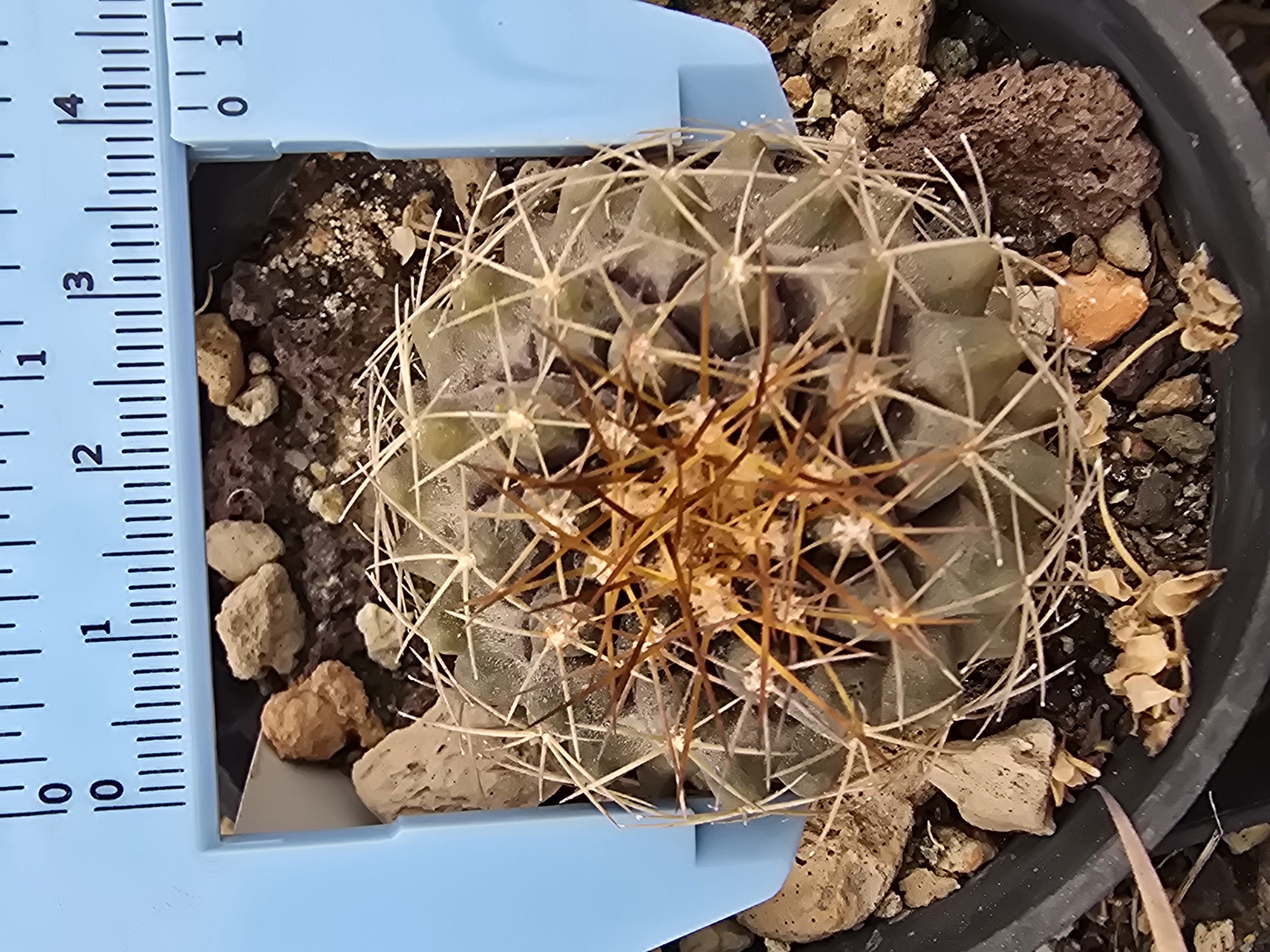 Copiapoa cv hypogaea x taltalensis ?