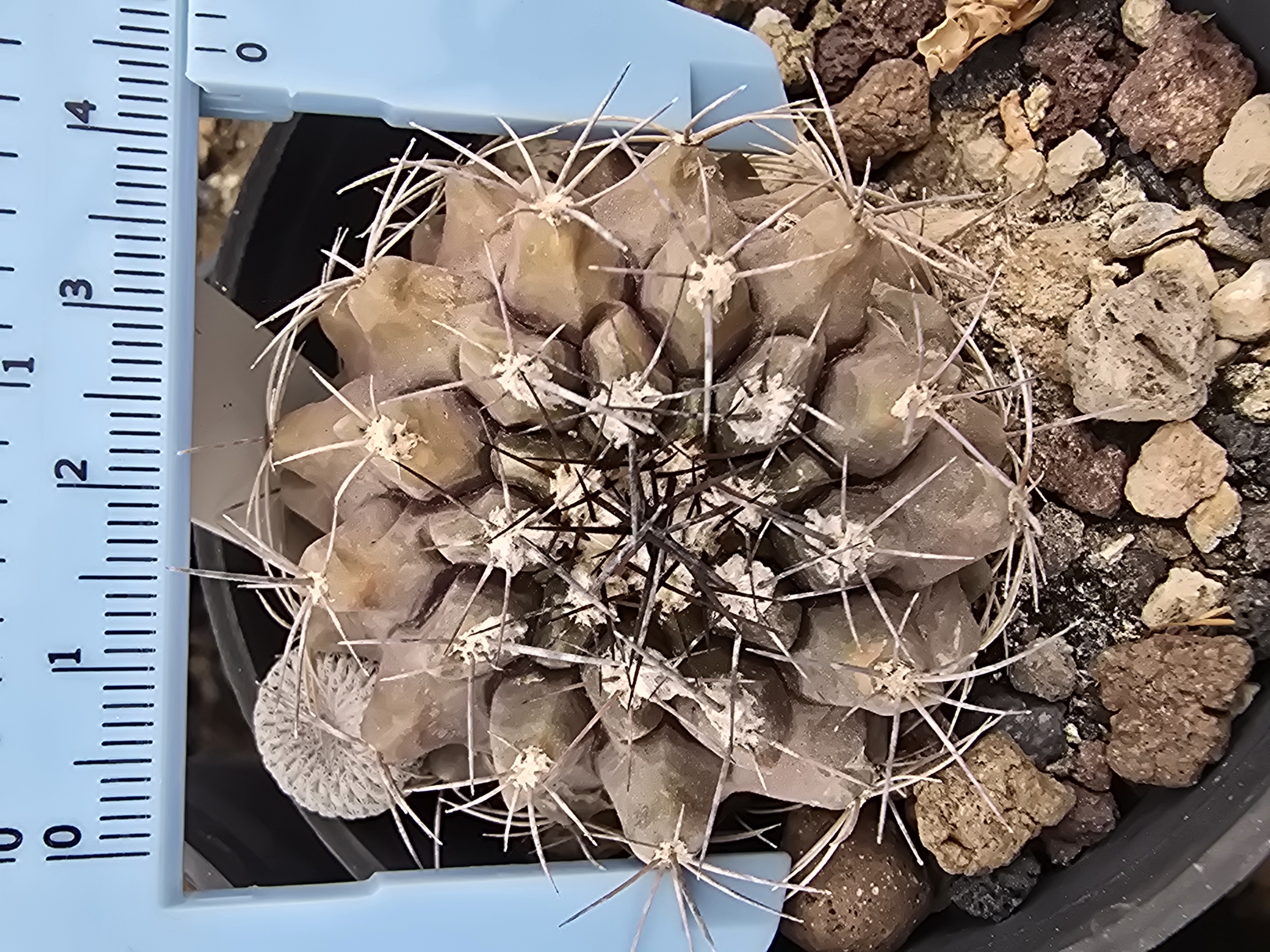 Copiapoa <br>cv hypogaea / humilis