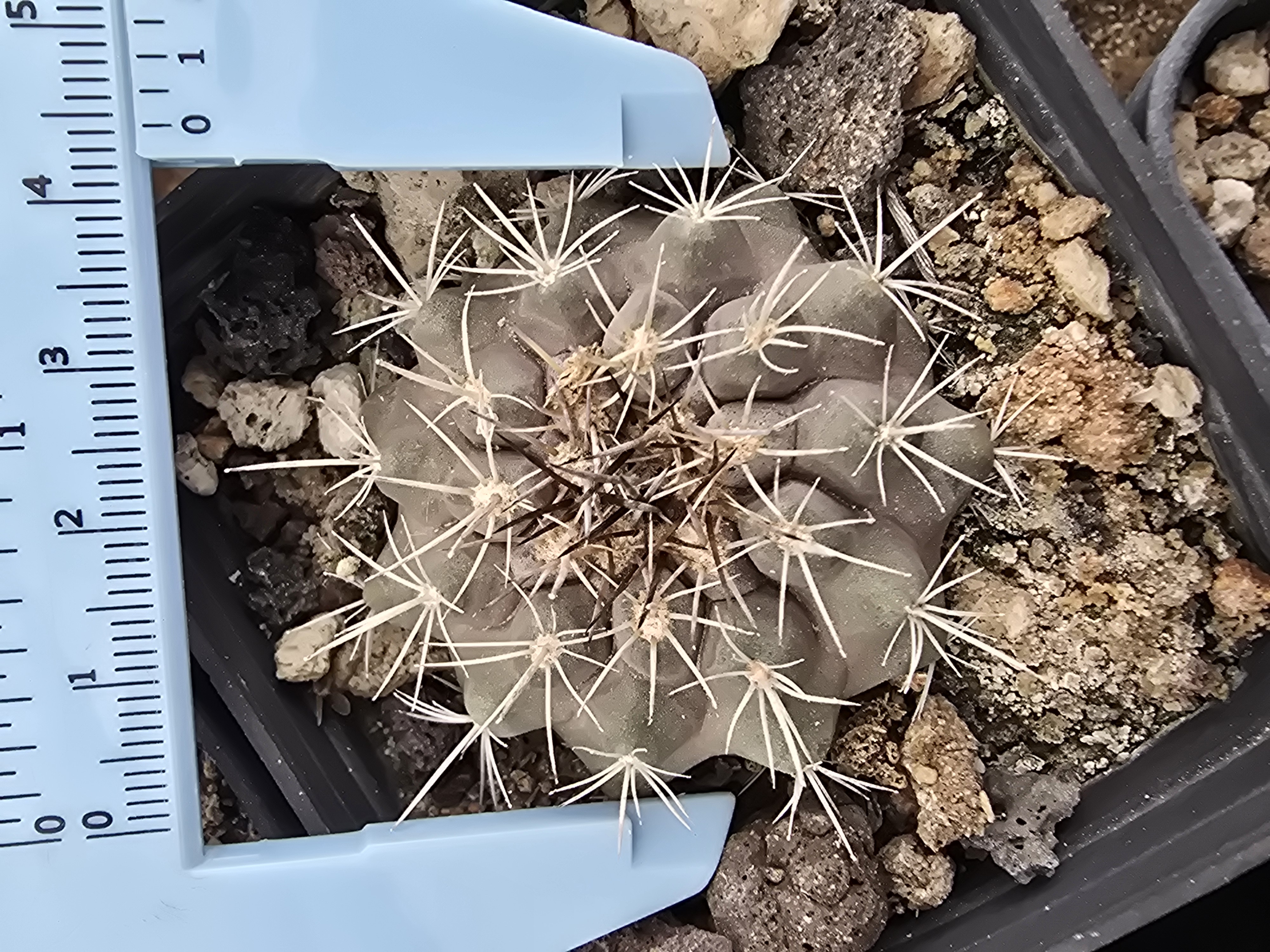 Copiapoa grandiflora?