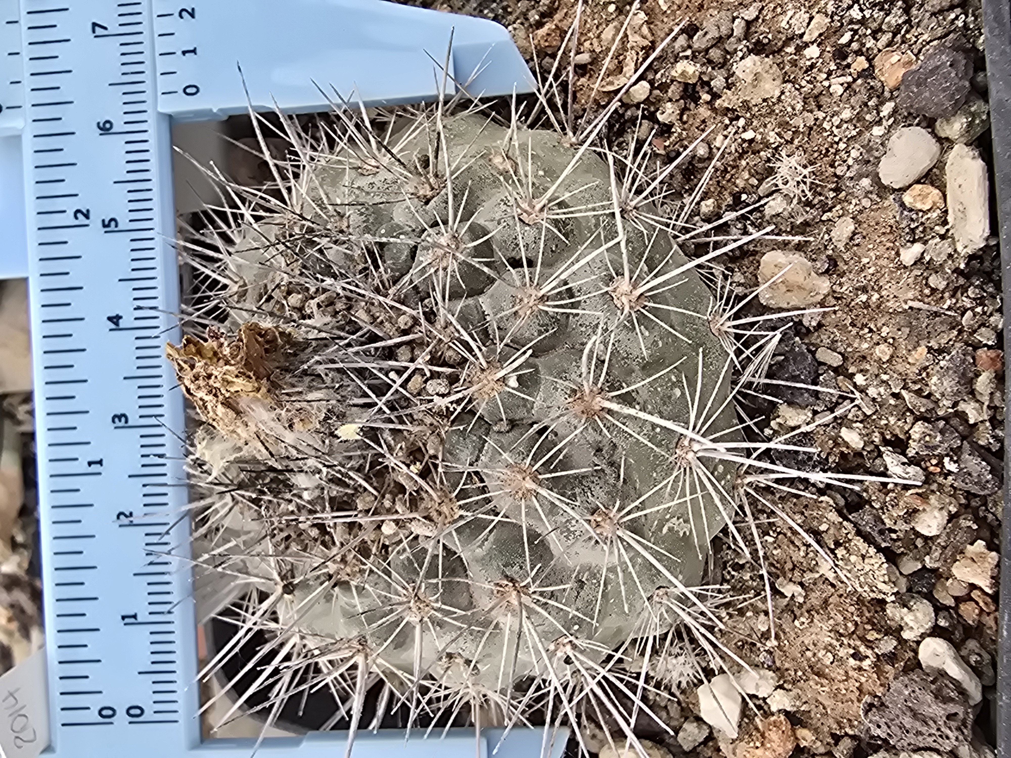 Copiapoa humilis forma