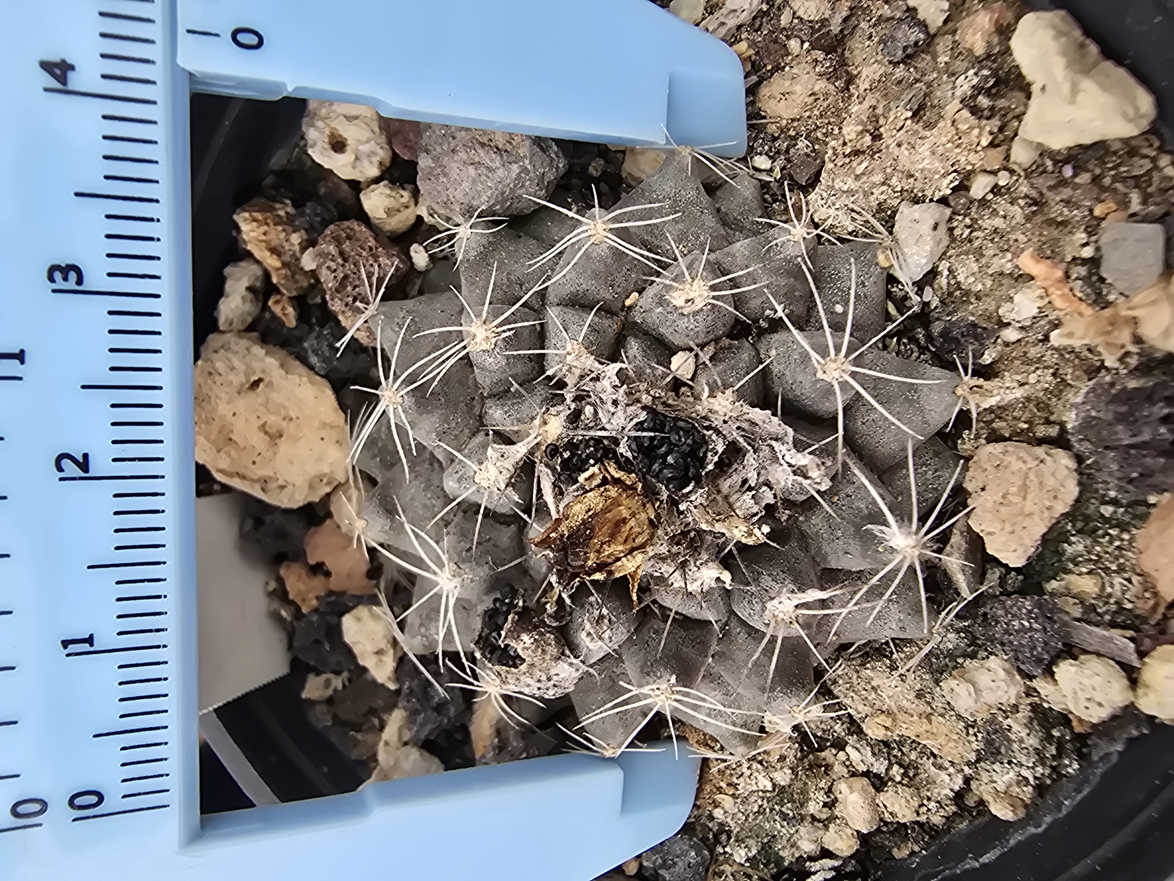 Copiapoa cv hypogaea / humilis